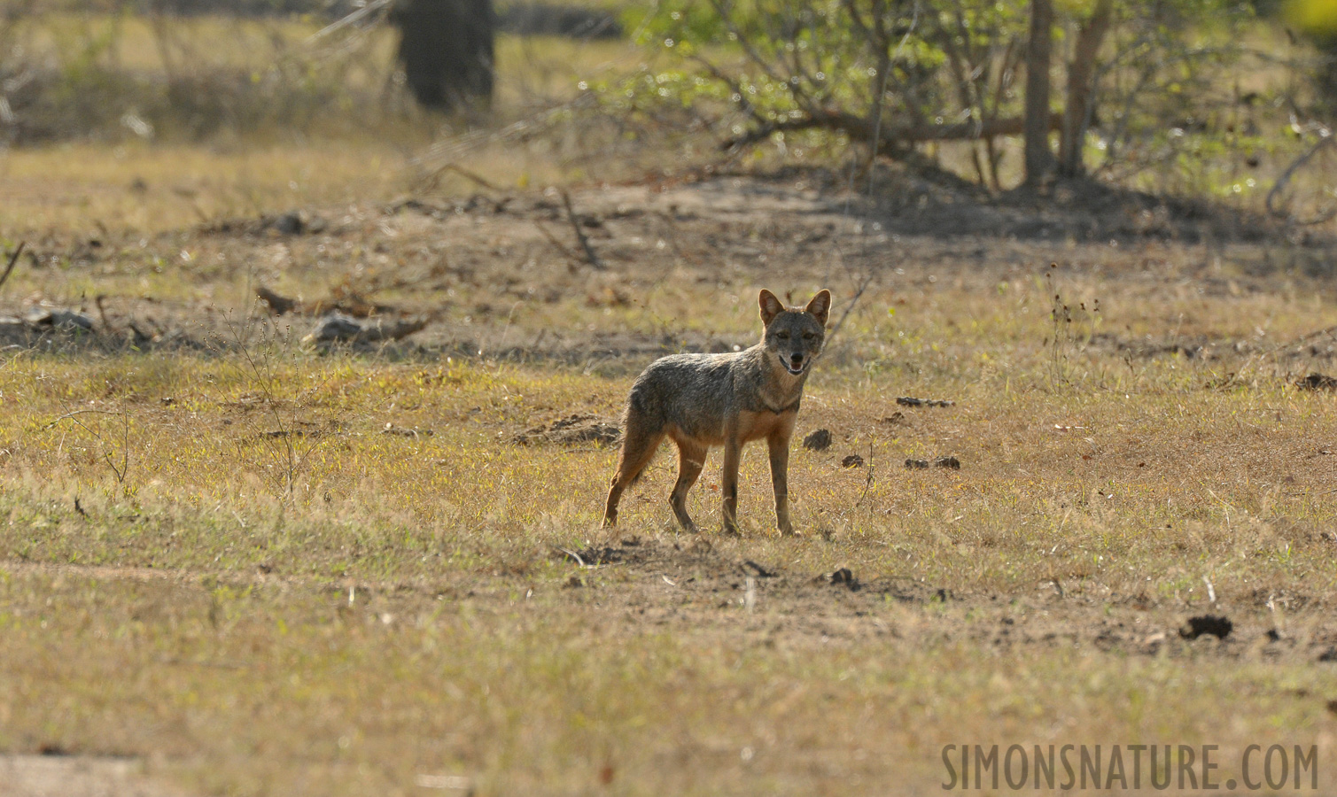 Canis aureus naria [550 mm, 1/1000 Sek. bei f / 10, ISO 1600]